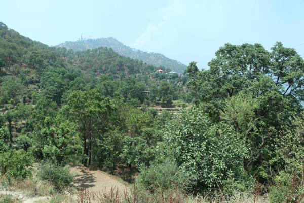 The Magpie Kasauli