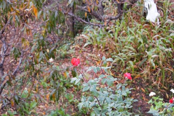 Villotale Satkhol Snow View