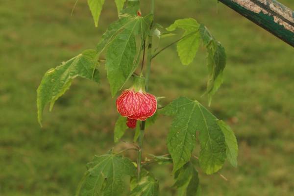 PHULBANI NATURE RETREAT