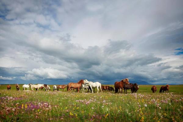 Hestaland Guesthouse