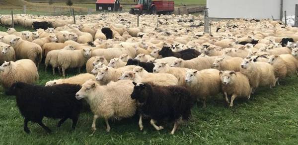 Guesthouse Hof in Vatnsdalur