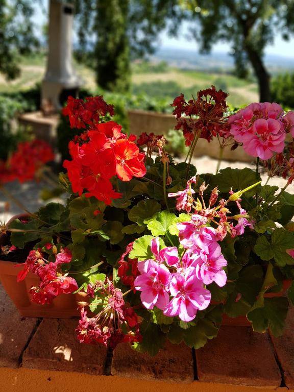 Il Leccio - Casa Toscana San Gimignano
