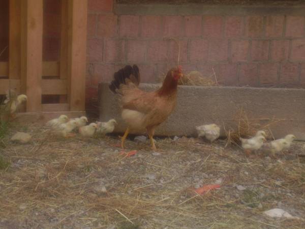 Agriturismo La Dimora Del Contadino