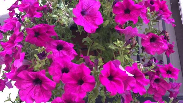 La Casa del Colonnello