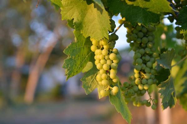 Agriturismo Arte et Agricoltura