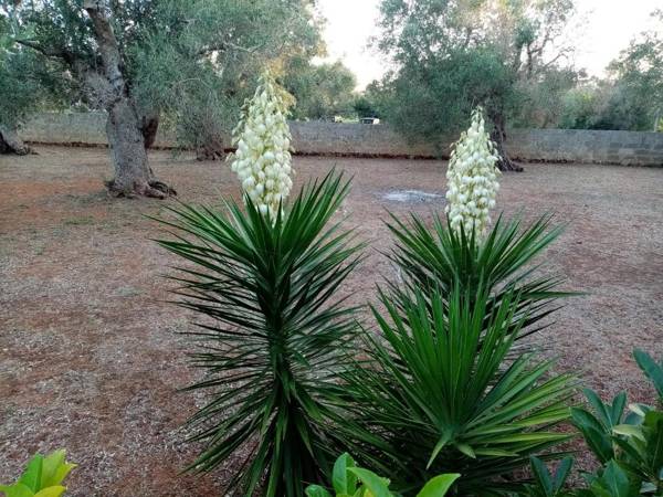 Contrada Macchia B&B