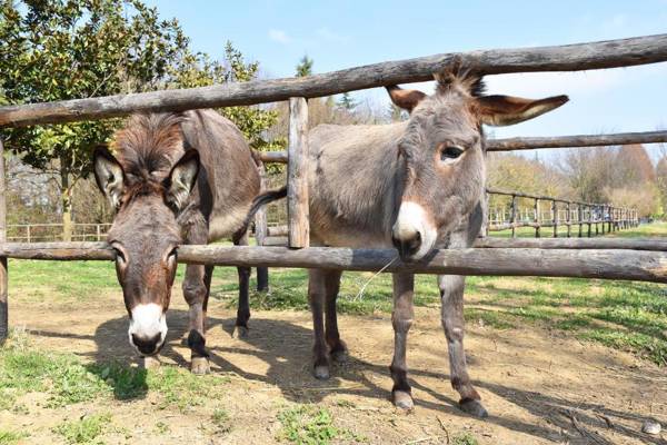 Venicegreen Agriresort