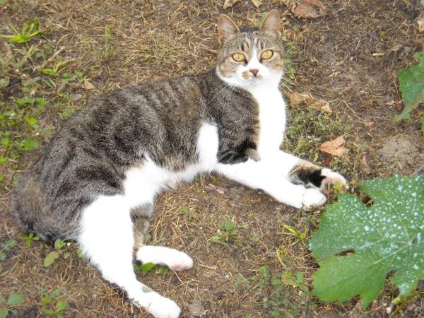 Agriturismo Loghino Sabbioni