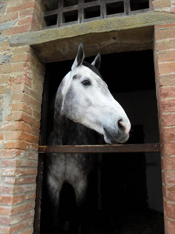 Podere Pievina Delle Corti - Dimora di Campagna