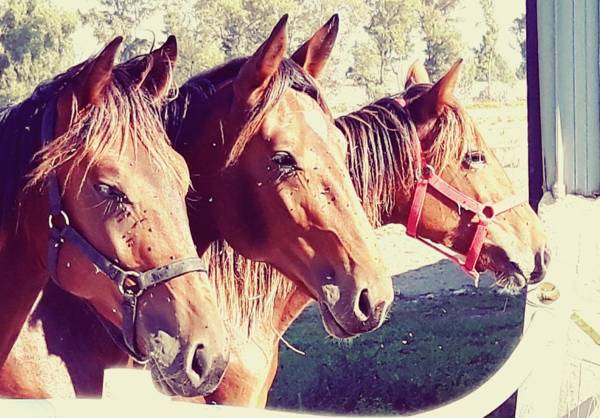 Tenuta di Vado Piano nella Selva di Circe