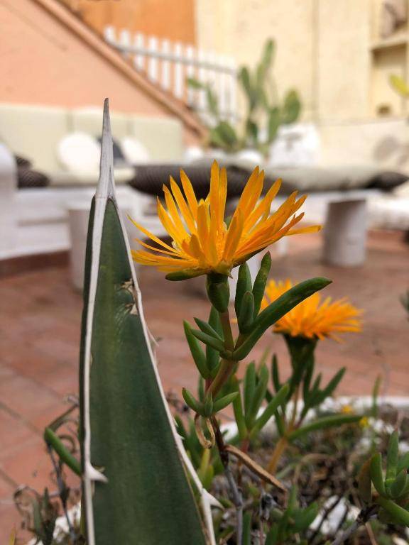 BBHOMEROME - Terrace Navona Penthouse View Luxury