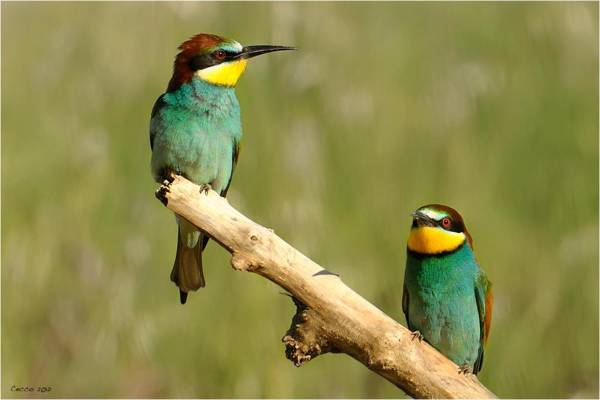 Cortebella B&B Rimini