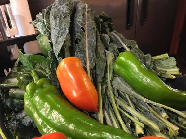 Podere Terreno alla via della volpaia