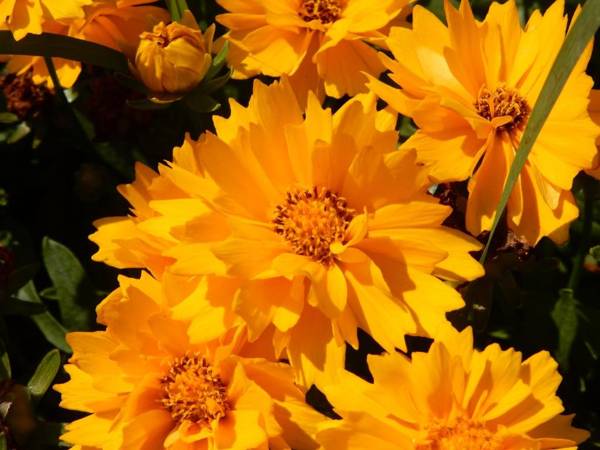 Agriturismo Corte Ambrosi