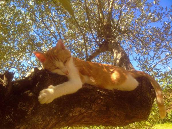 Agriturismo San Felicissimo