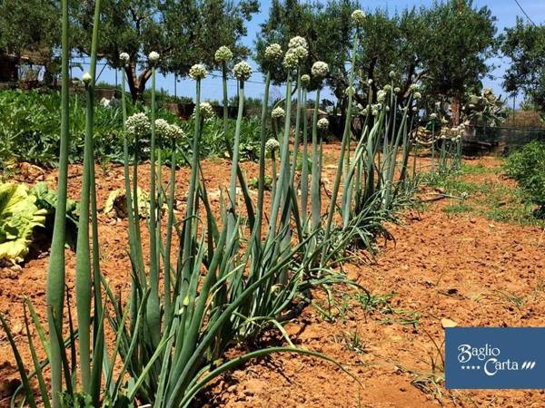 Azienda Agrituristica Baglio Carta