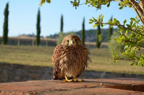 Podere Molinaccio