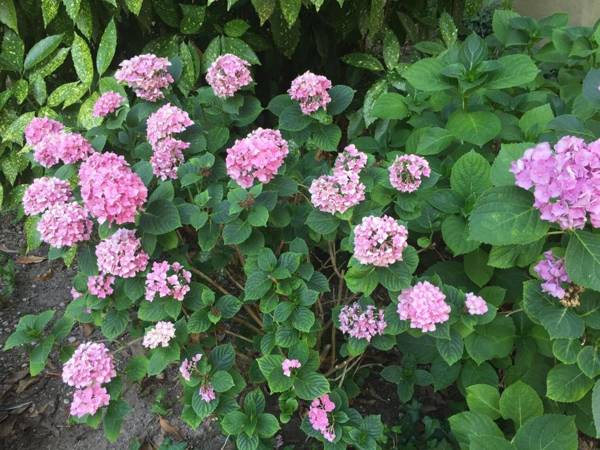 Palazzo Mantua Benavides Suites & Apartments