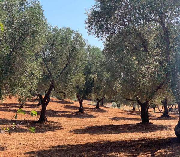 Trullo il Gatto Nero