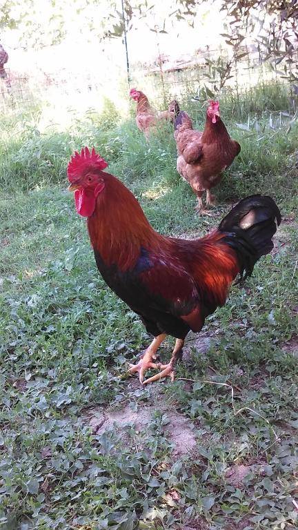 Agriturismo I Roseti