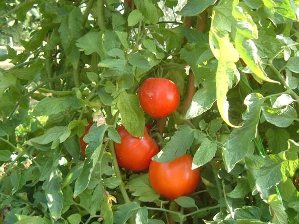 Villa La Valiana - Full Estate in Montepulciano - HEATED POOL