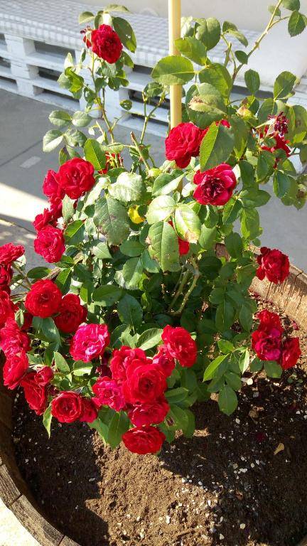 Cascina Beatrice Az Agrituristica