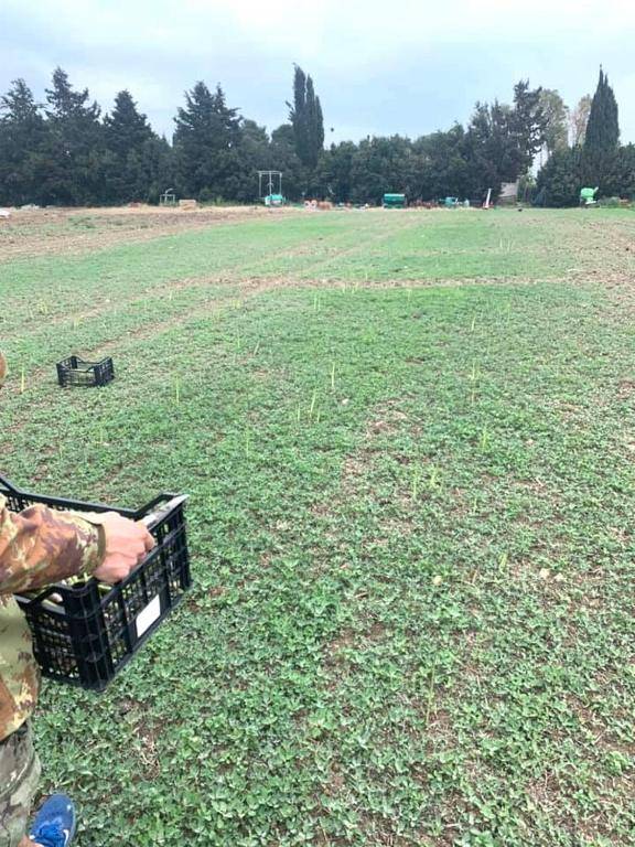 Podere Giovanni Olivo