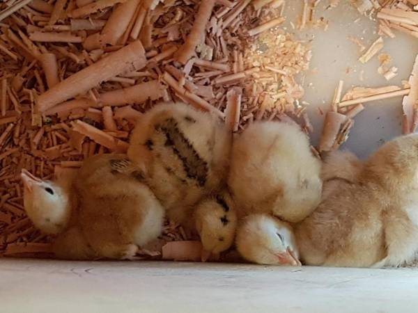 Agriturismo La Vecchia Chioderia