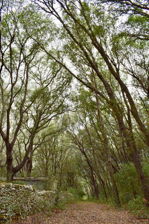 Masseria Bosco Mazza