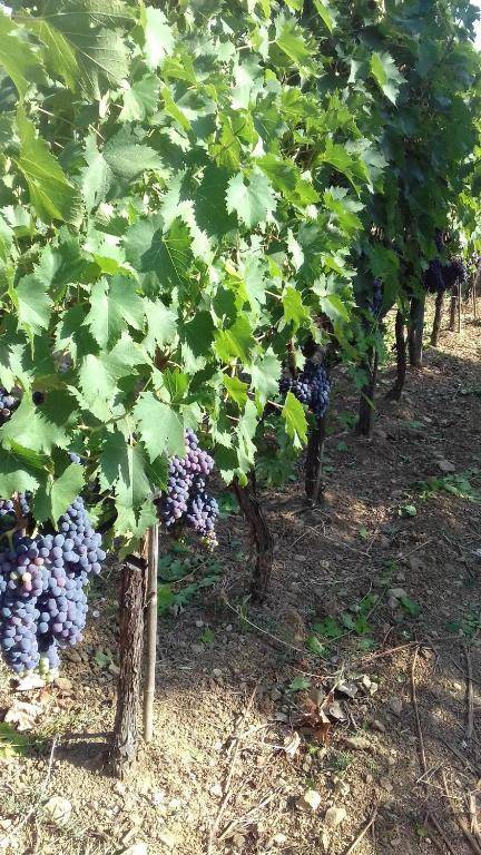 Agriturismo La Carlina