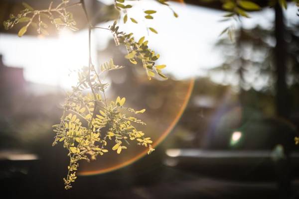 ALPIANA - green luxury Dolce Vita Hotel