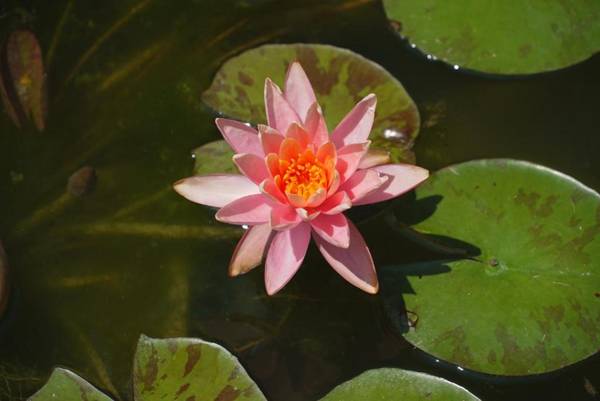 Agriturismo Villa Pallavicini