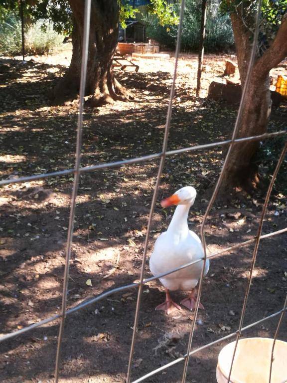 Tenuta Ferraro Gallipoli