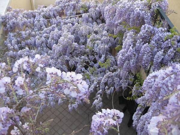 Lo Squero Rooms and Apartments