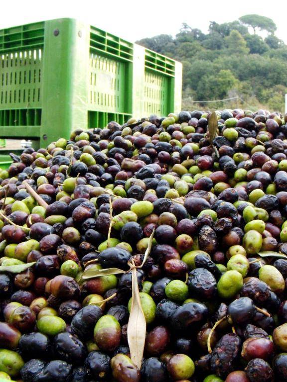 Agriturismo Casale Di Gricciano