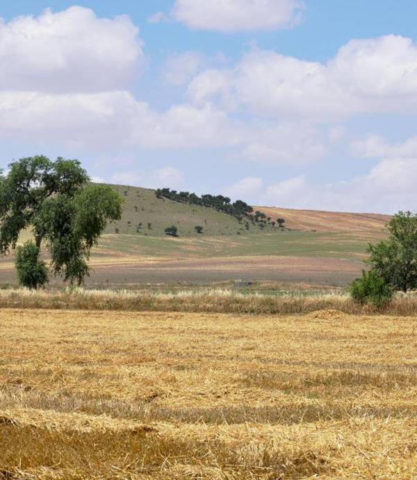 Masseria Agriturismo Moschella