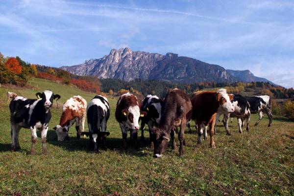 Agritur Maso Chemela