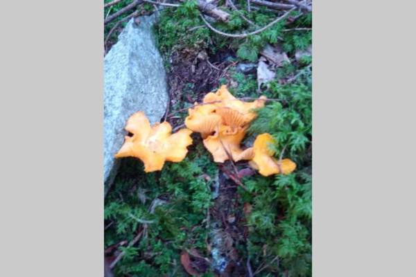 Chalet Maso Fradea Family Resort