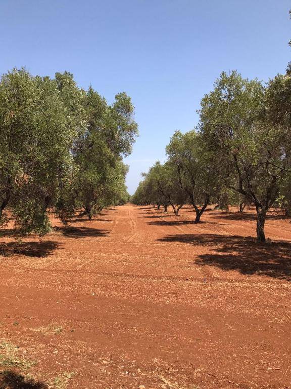 Villa Riserva Torre Guaceto SERRANOVA Puglia