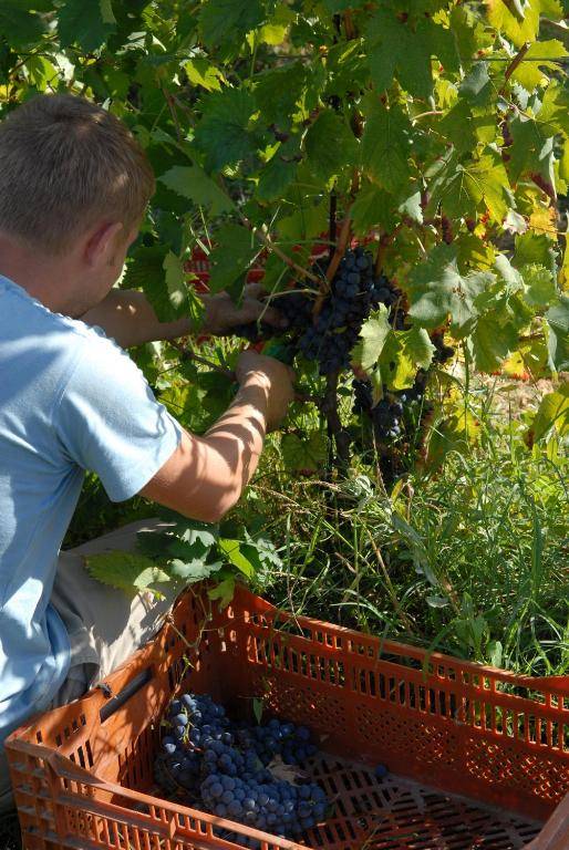 Agriturismo Corte Benedetto