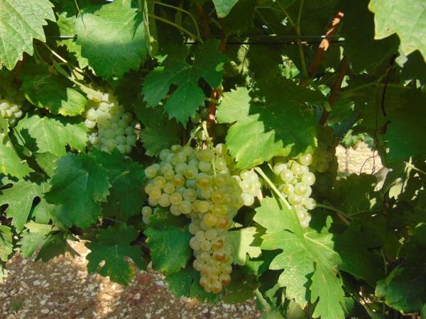 Agriturismo Circugnano