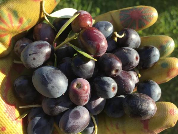 Agriturismo Tenuta La Fratta