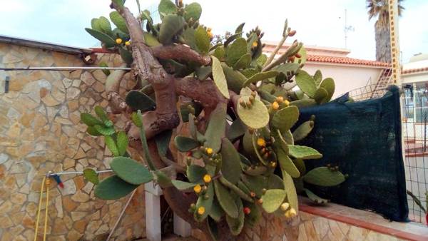 2 bedrooms appartement at Cicirata 50 m away from the beach with sea view shared pool and enclosed garden