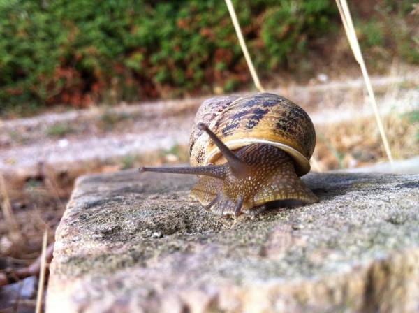 Agriturismo Villa Gabbiano