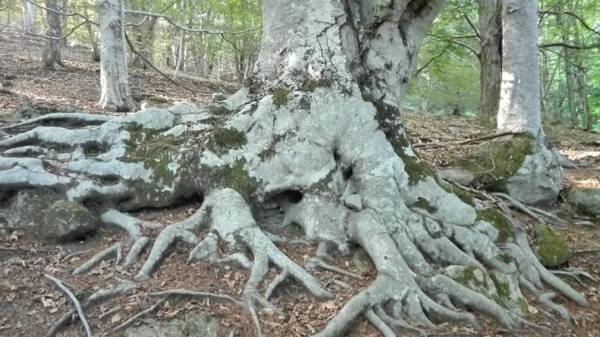 Thalassa Locanda B&B e appartamento