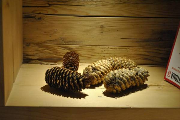 Sassdei My Active Suite Hotel