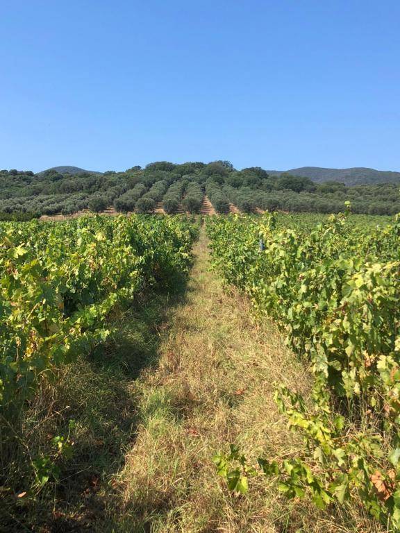 PODERE OSLAVIA AZ.AGR.BIO GIANNINI