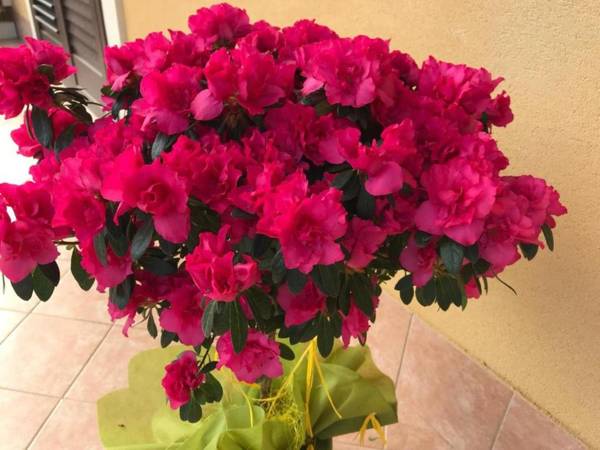 Adriana casa vacanze One Bedroom Apartment