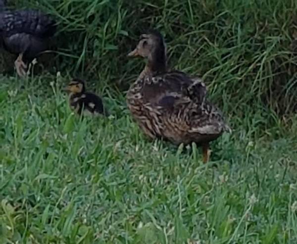 Agriturismo Frascje Dai Spadons