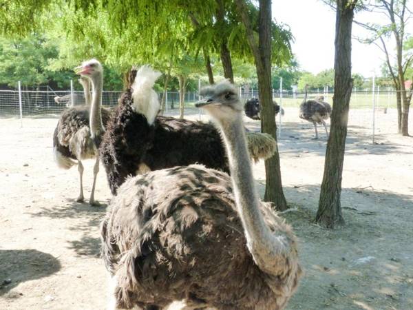 Agriturismo Dolce Luna